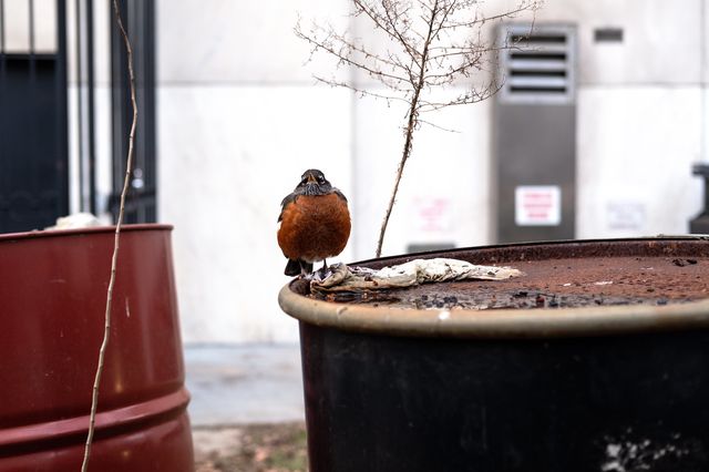 a bird on a planter in Brooklyn